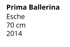 Prima Ballerina Esche 70 cm    2014